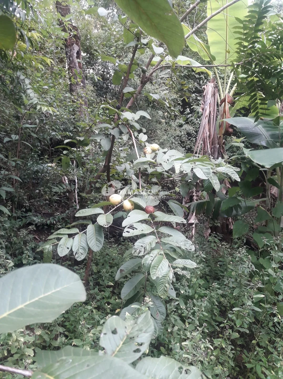 Chácara à venda, Chácara dos Pinhais, Boituva, SP