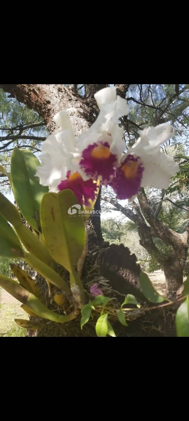 Chácara à venda, Chácara dos Pinhais, Boituva, SP