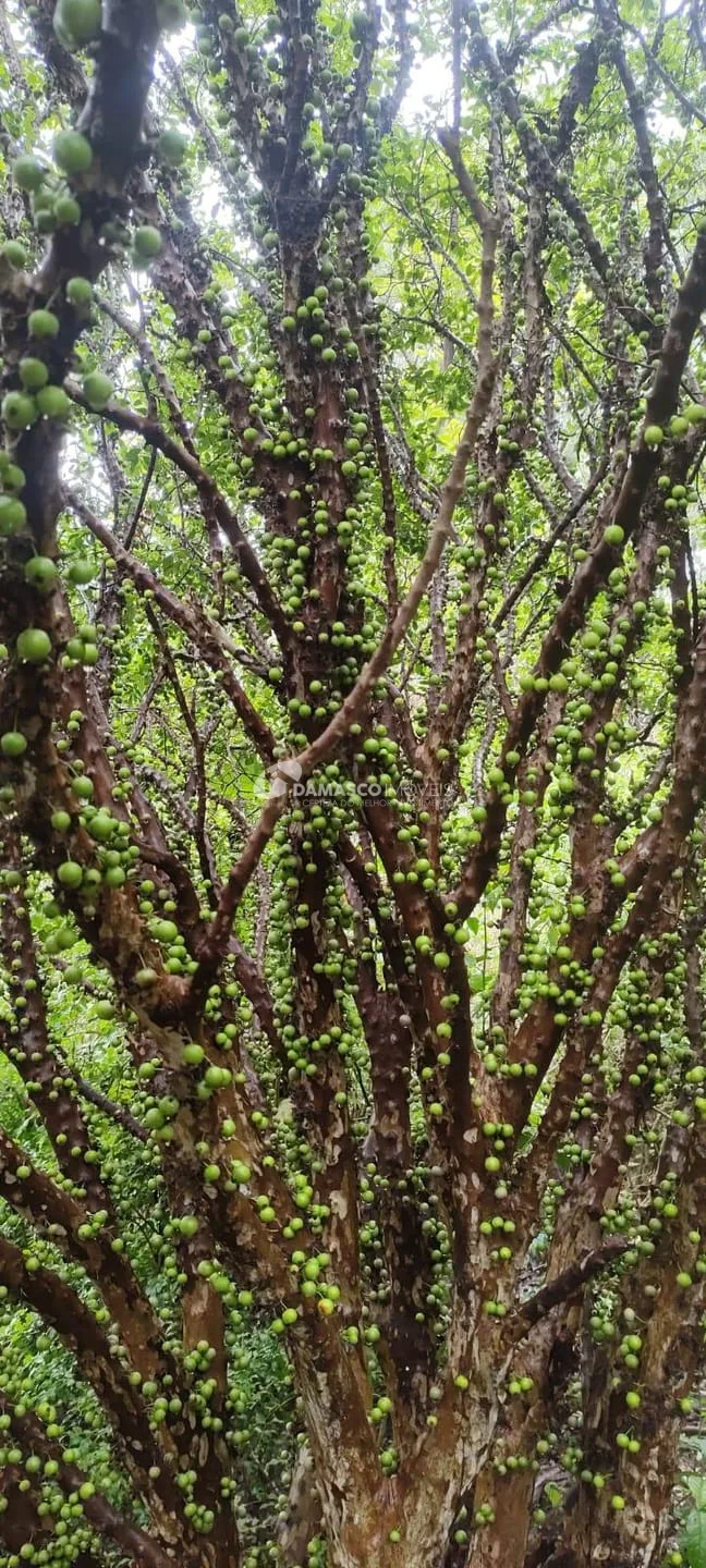 Chácara à venda, Chácara dos Pinhais, Boituva, SP