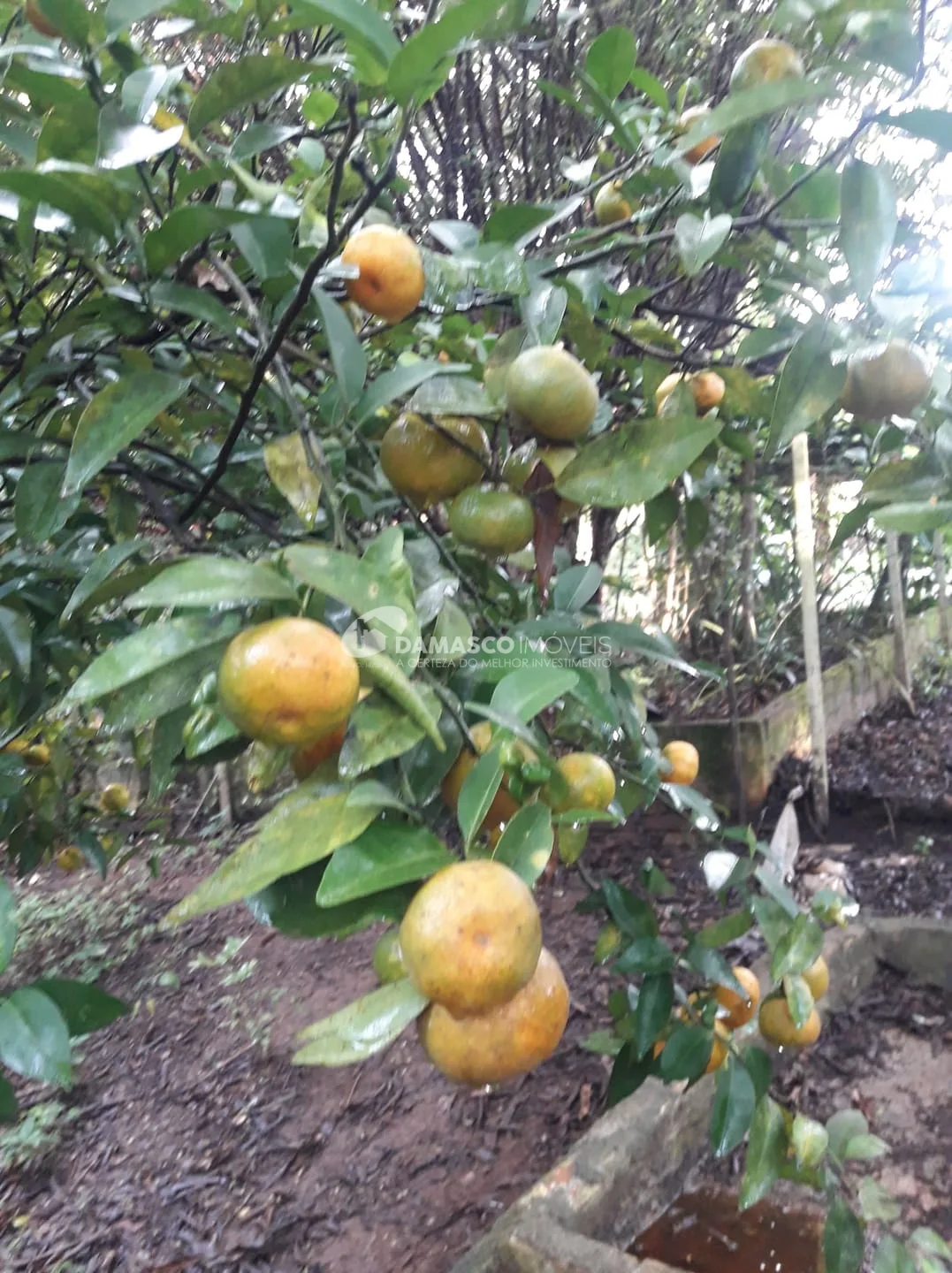 Chácara à venda, Chácara dos Pinhais, Boituva, SP