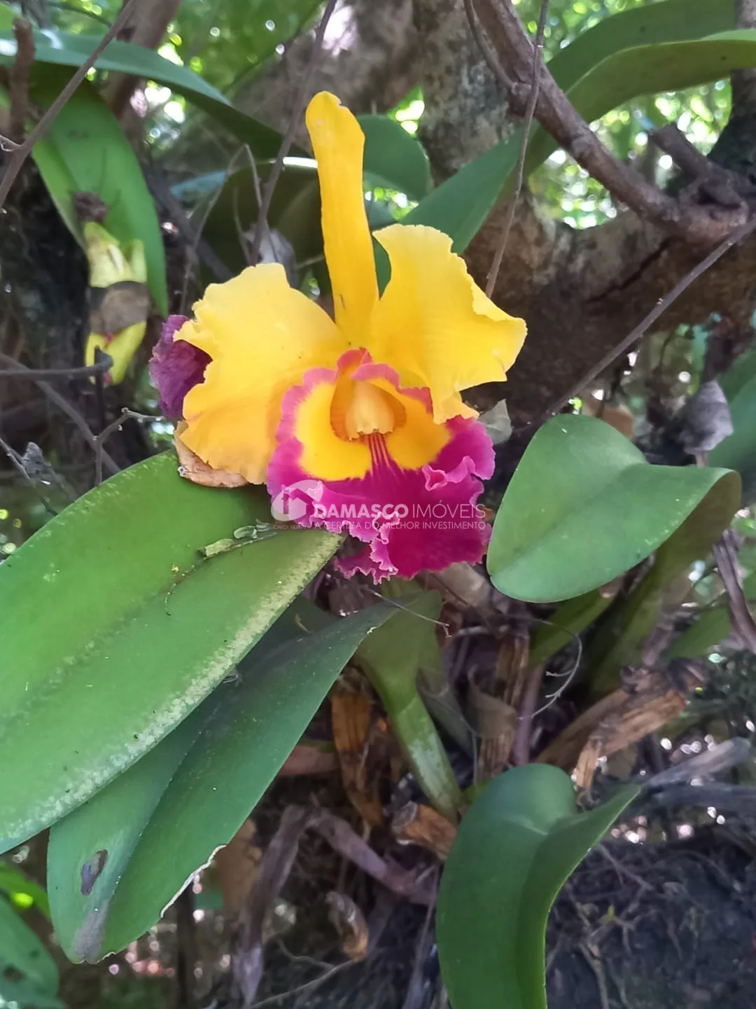 Chácara à venda, Chácara dos Pinhais, Boituva, SP