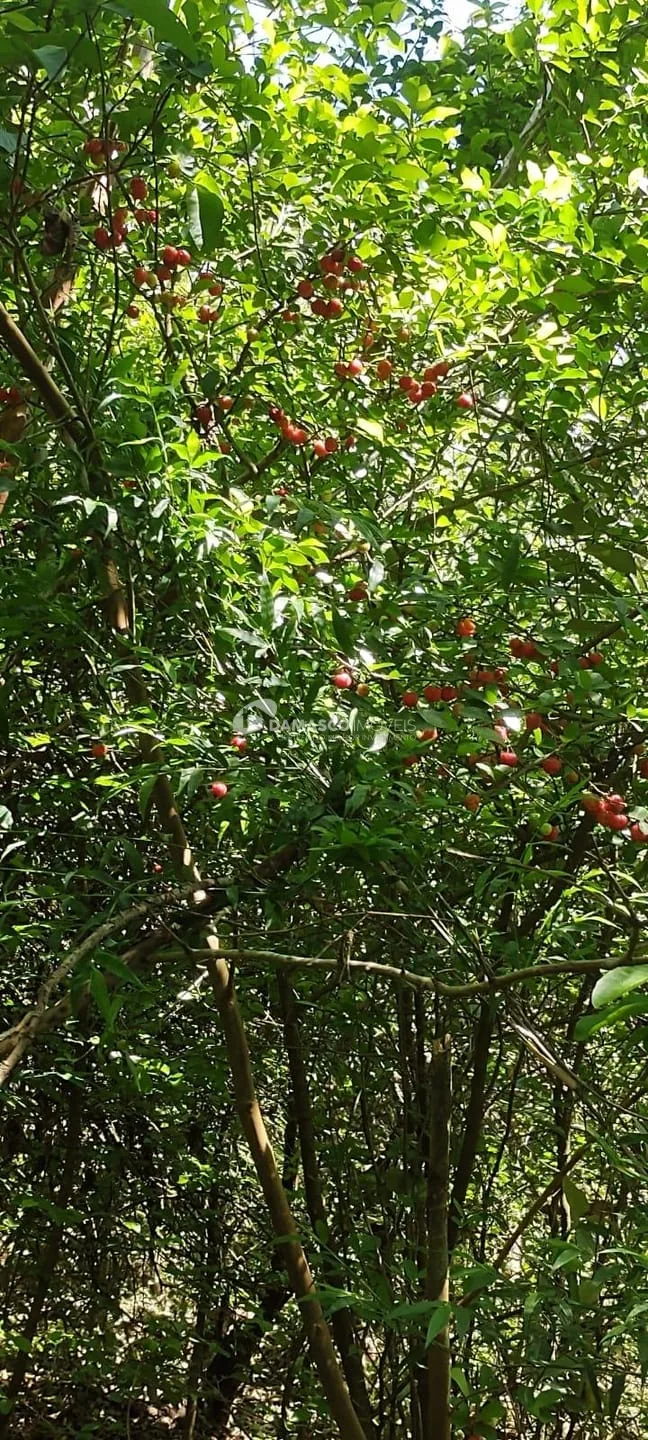 Chácara à venda, Chácara dos Pinhais, Boituva, SP