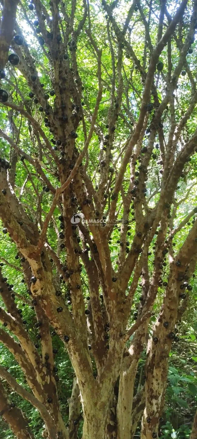 Chácara à venda, Chácara dos Pinhais, Boituva, SP