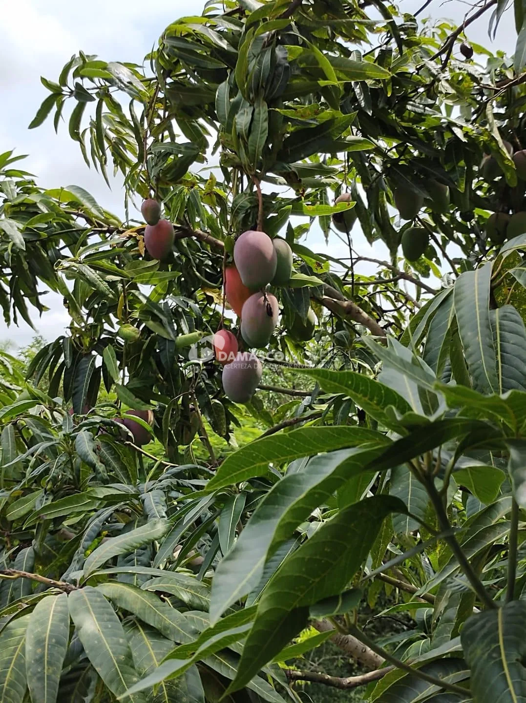 Chácara à venda, Chácara dos Pinhais, Boituva, SP