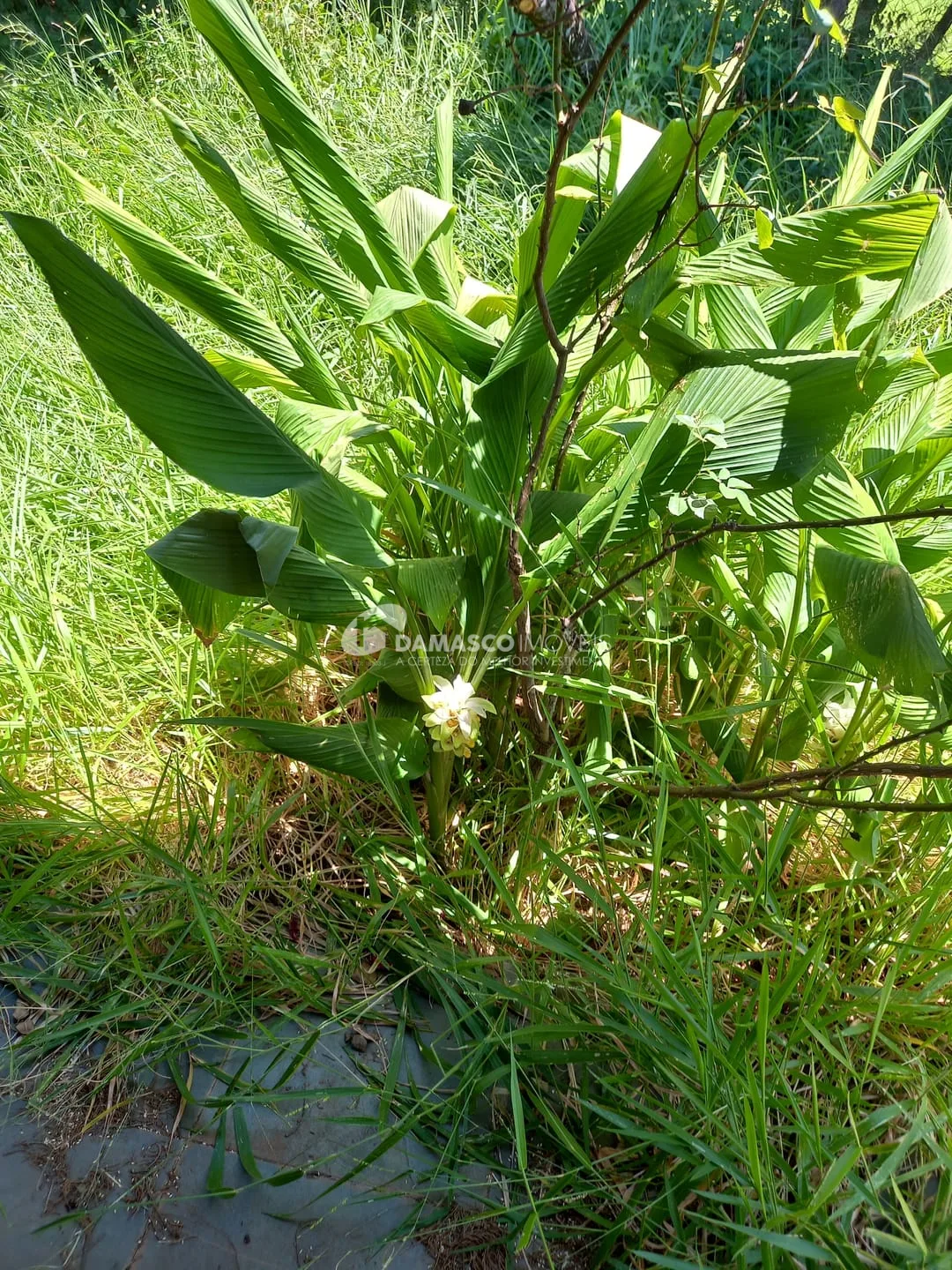 Chácara à venda, Chácara dos Pinhais, Boituva, SP