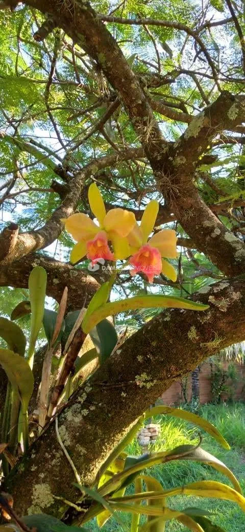 Chácara à venda, Chácara dos Pinhais, Boituva, SP