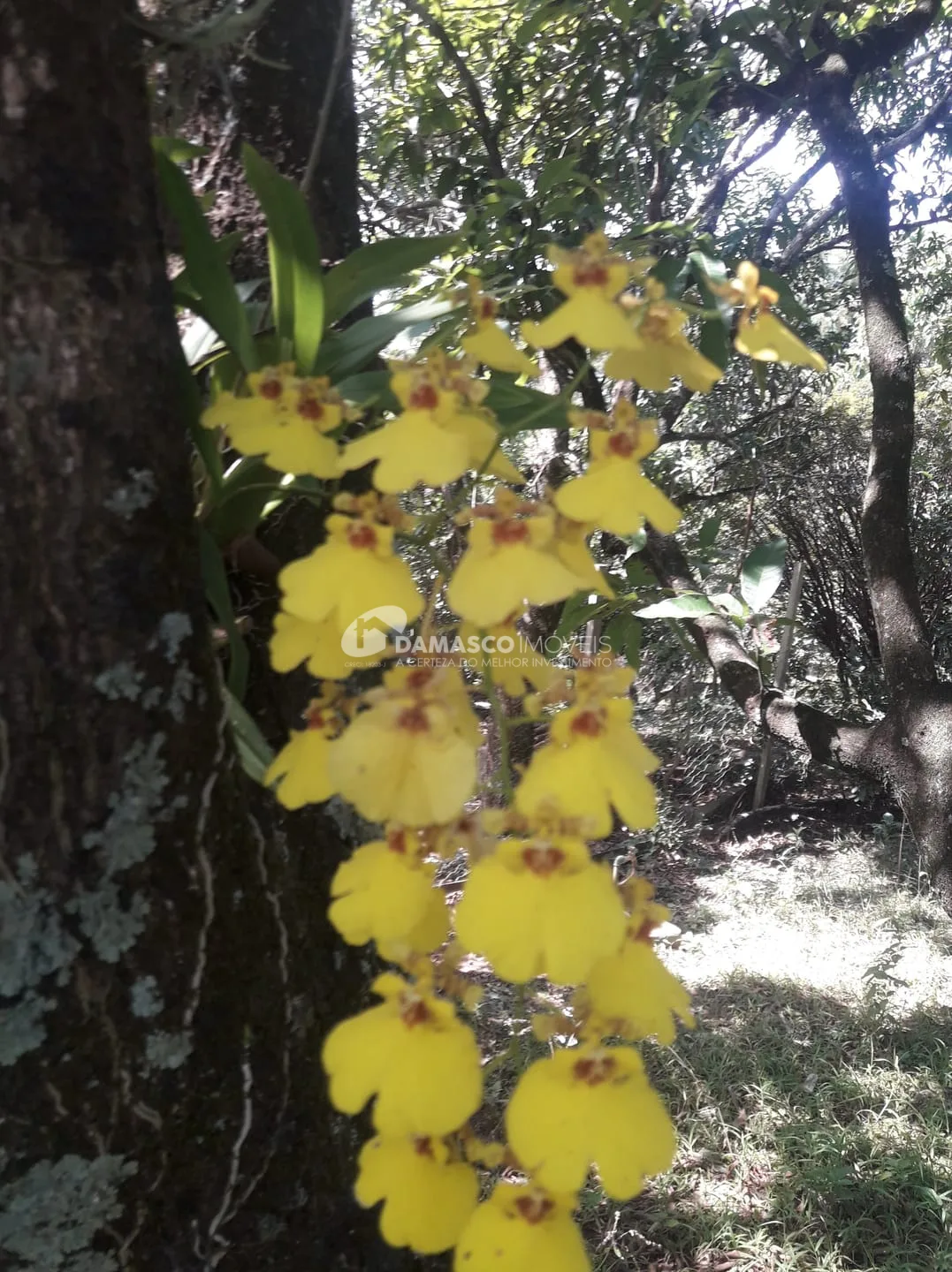 Chácara à venda, Chácara dos Pinhais, Boituva, SP