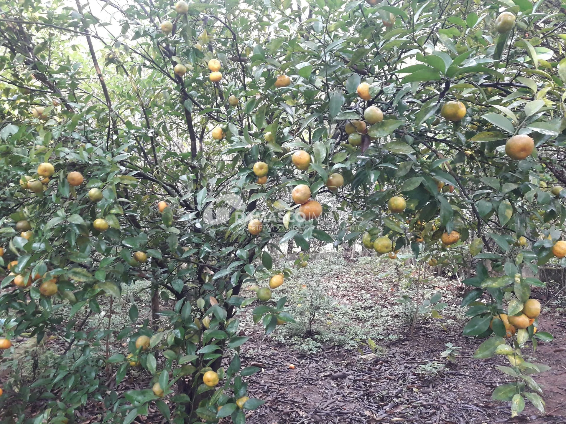 Chácara à venda, Chácara dos Pinhais, Boituva, SP