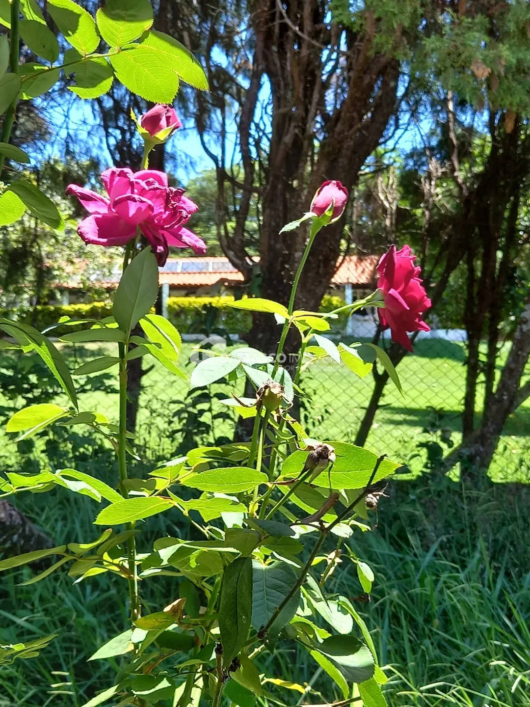 Chácara à venda, Chácara dos Pinhais, Boituva, SP