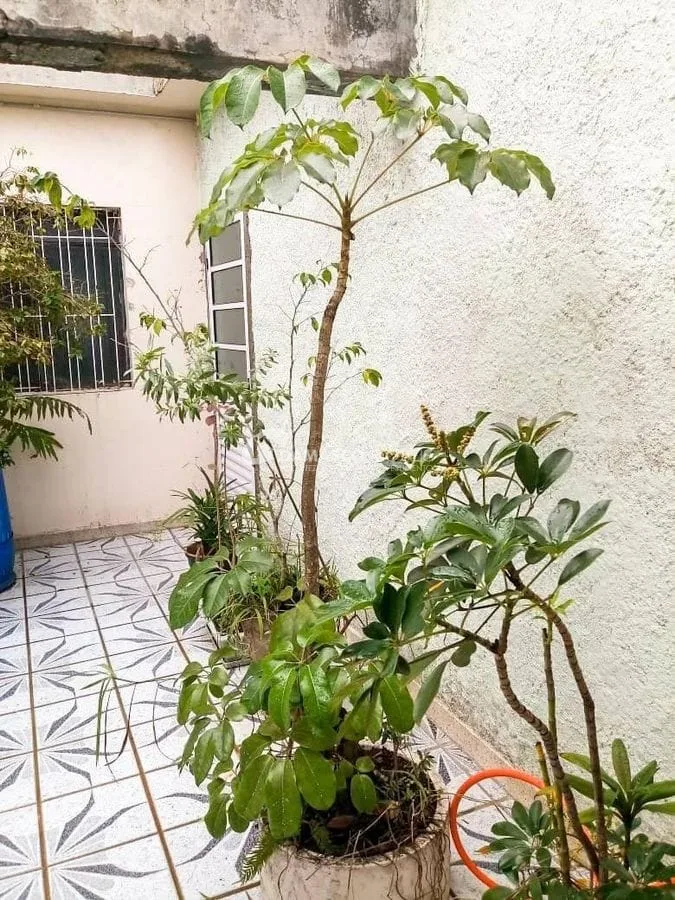 Loja para Locação Osvaldo Cruz, São Caetano do Sul - SP