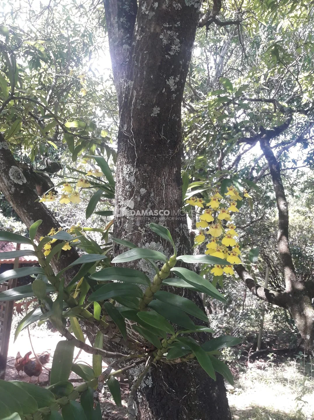 Chácara à venda, Chácara dos Pinhais, Boituva, SP